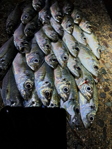 アジの釣果