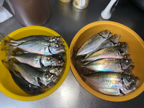 アジの釣果