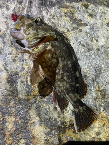 カサゴの釣果