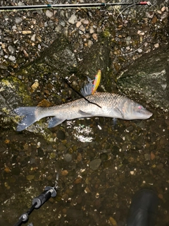 コイの釣果