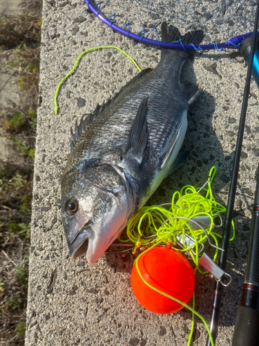 チヌの釣果