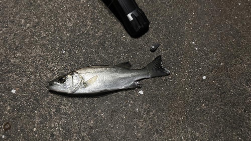 セイゴ（マルスズキ）の釣果