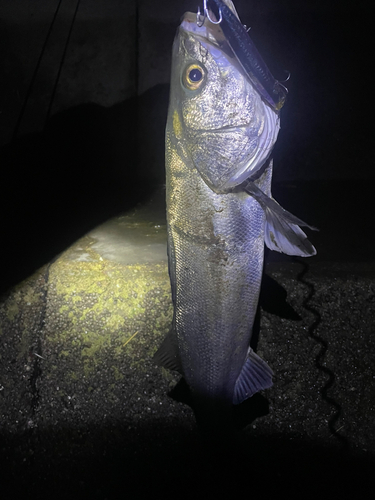 タイリクスズキの釣果