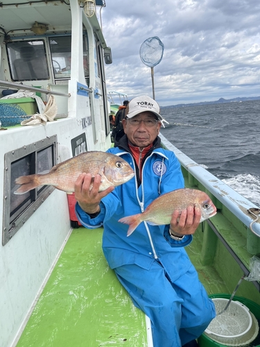 マダイの釣果