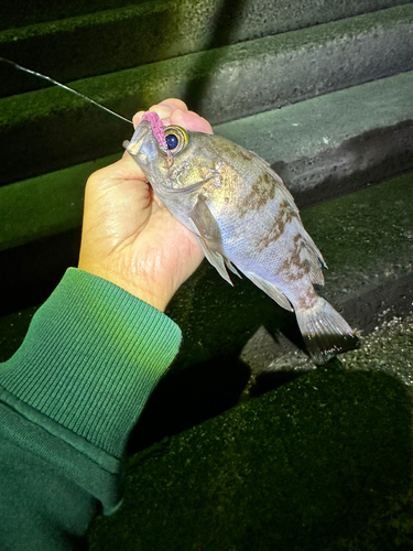 シロメバルの釣果