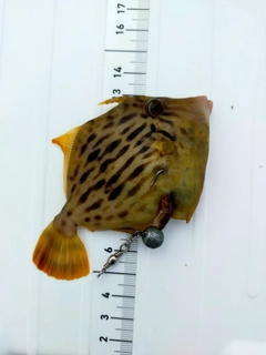 カワハギの釣果