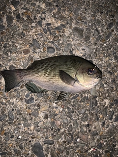 メジナの釣果