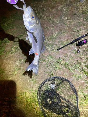 スズキの釣果