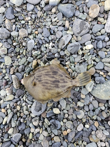 カワハギの釣果