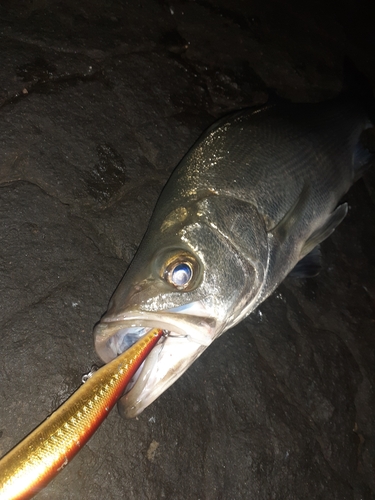 ヒラスズキの釣果