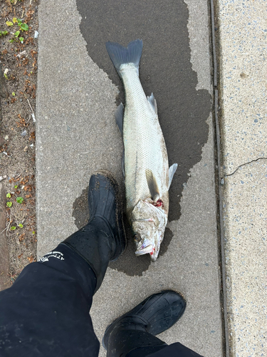 スズキの釣果