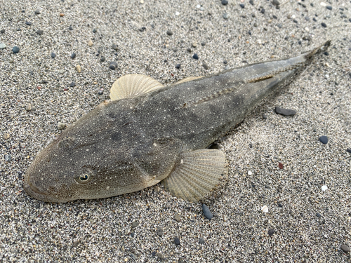 マゴチの釣果