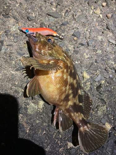 カサゴの釣果