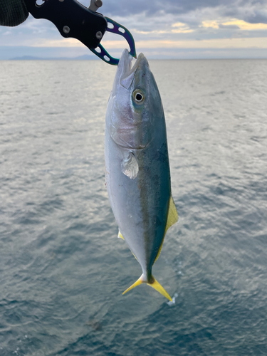 イナダの釣果