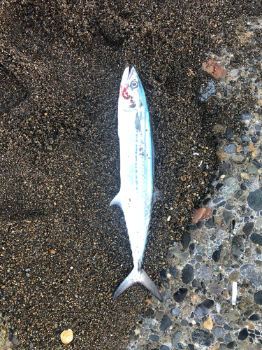 サゴシの釣果