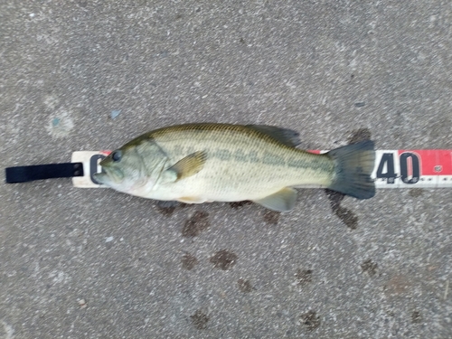 ラージマウスバスの釣果