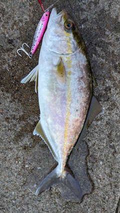 ネリゴの釣果