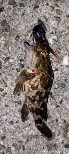 カサゴの釣果