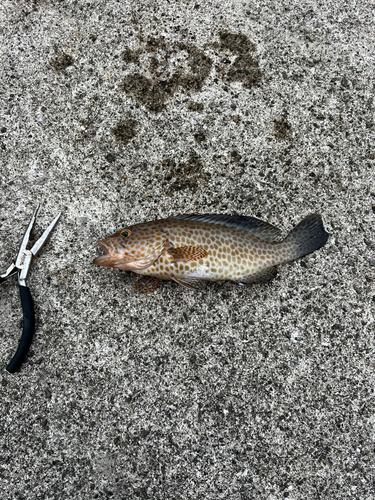 オオモンハタの釣果