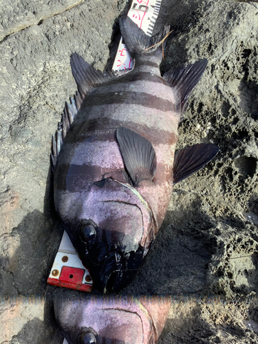 イシダイの釣果