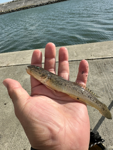 ハゼの釣果