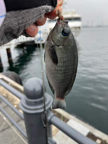 メジナの釣果