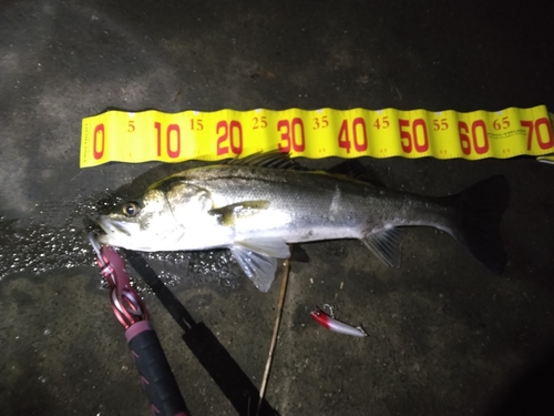 シーバスの釣果