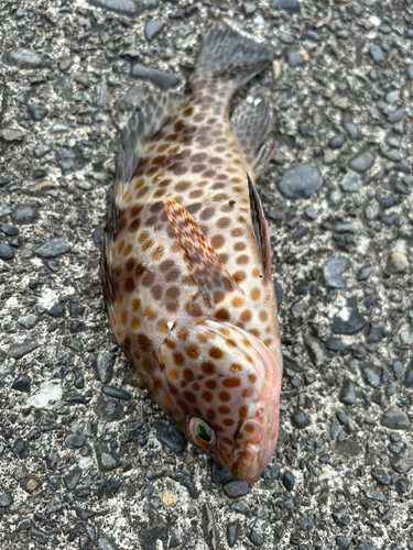 オオモンハタの釣果