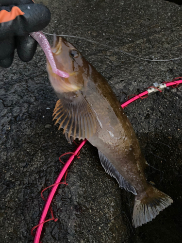 アブラコの釣果