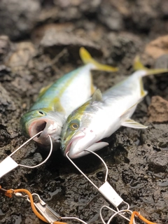 フクラギの釣果