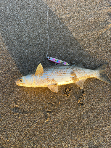 ボラの釣果