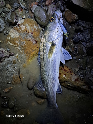 シーバスの釣果