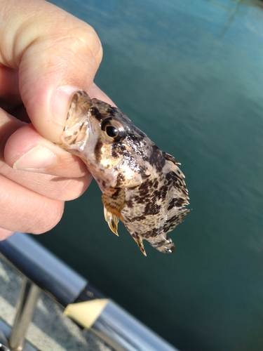 タケノコメバルの釣果