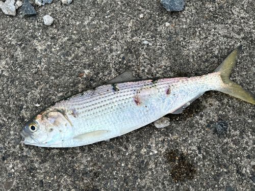 コノシロの釣果