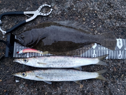 ヒラメの釣果