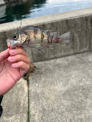 シロメバルの釣果