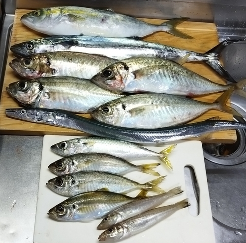 アジの釣果