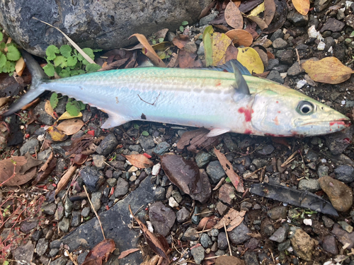 サゴシの釣果