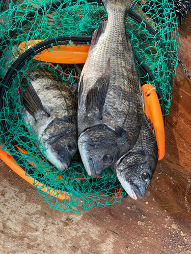 チヌの釣果