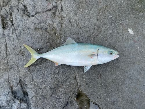 イナダの釣果