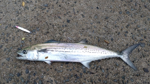 サゴシの釣果