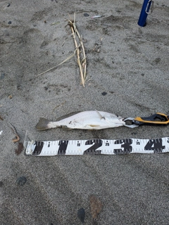 ニベの釣果