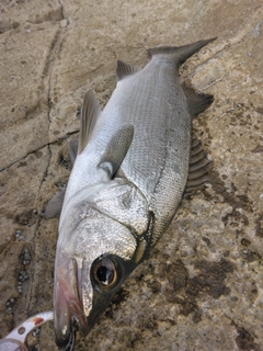 ヒラスズキの釣果