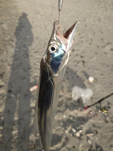 タチウオの釣果