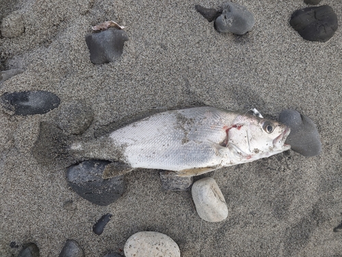 ニベの釣果