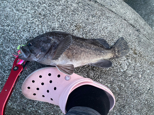 ソイの釣果