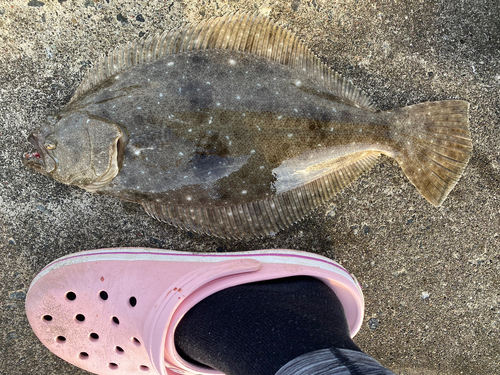 ヒラメの釣果