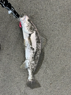 ニベの釣果