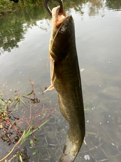 ナマズの釣果