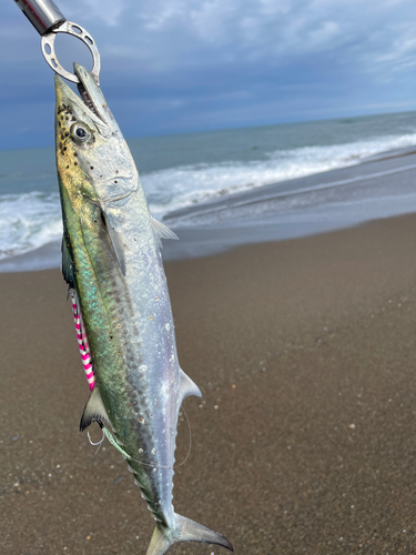 サゴシの釣果